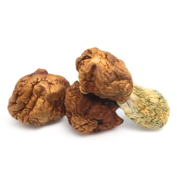 Dried Mushrooms